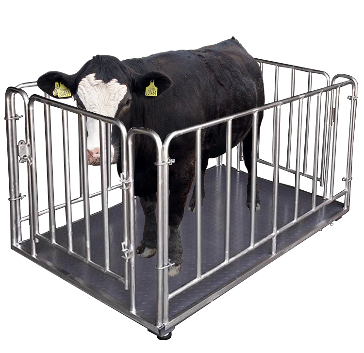Cattle Weighing Scale Digital - Digital Electronic Livestock Animal Weighing Scales