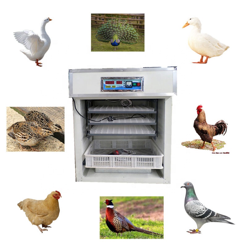 Automatic Egg Incubator, Digit - Poultry Incubator 96 Eggs 评论和价格