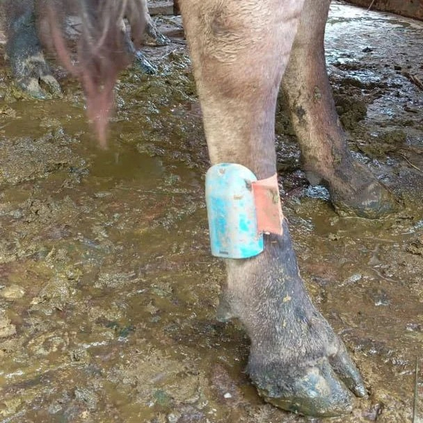 Applicable to Dairy Cows Ear T - Cattle Ear Tag Applicator 评论和价格