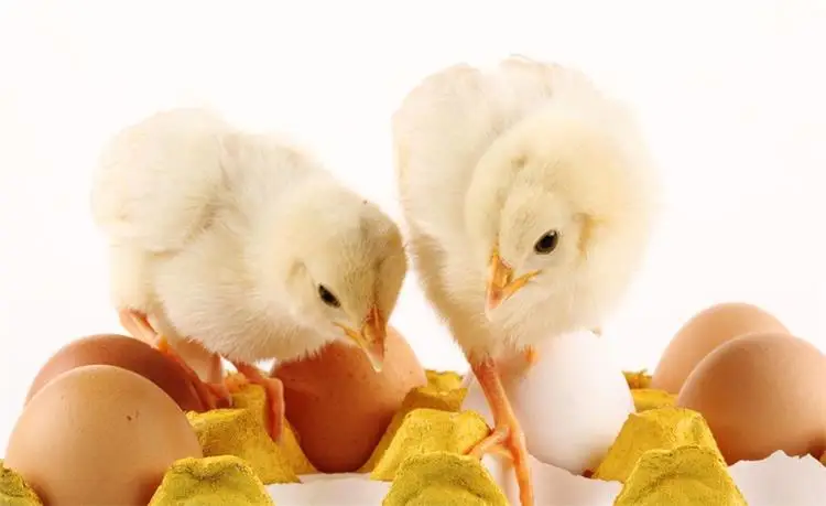 Hot sales 96 Eggs Incubator Ma - Poultry Incubator 96 Eggs 评论和价格